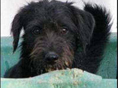 Bailey-2