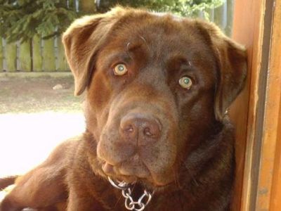 Bruno-8