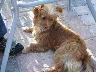 Canela