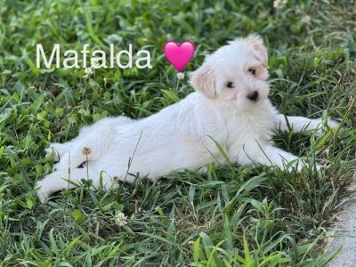 Mafalda