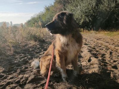 Karenina