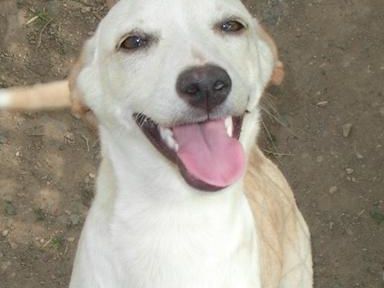Nala